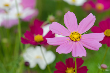 Soft blur Cosmos flower (Cosmos Bipinnatus) under sunlight with