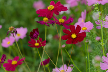 Obraz na płótnie Canvas Soft blur Cosmos flower (Cosmos Bipinnatus) under sunlight with