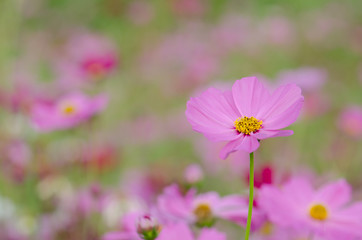 Soft blur Cosmos flower (Cosmos Bipinnatus) under sunlight with