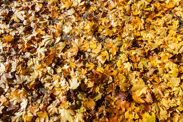 Yellow Fall Leaves