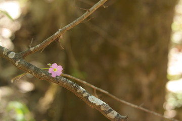 Solitary flower on spring tree branch