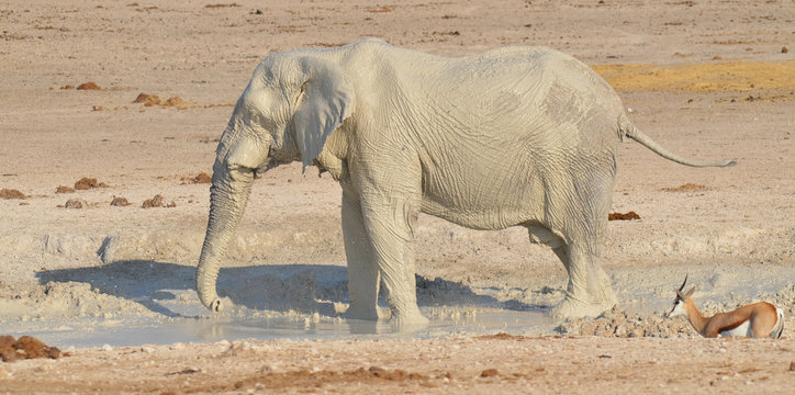 View of an elephant covered in white mud (Etosha National Park) Namibia Africa 