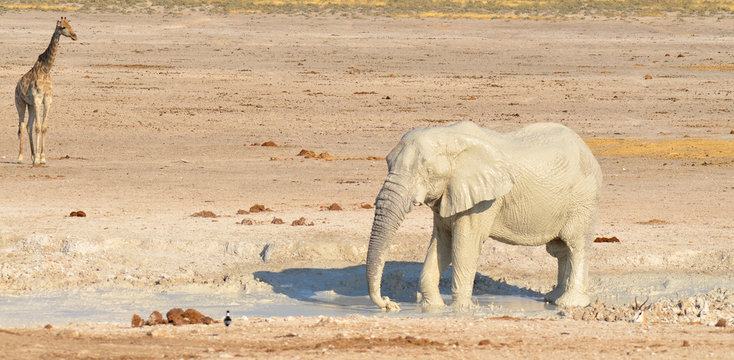 View of an elephant covered in white mud (Etosha National Park) Namibia Africa 