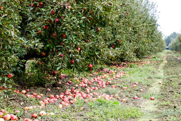 Apple orchard. Rows of trees and the fruit of the ground under the trees