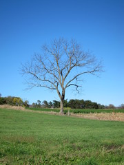 Lonely Leafless Tree in Field