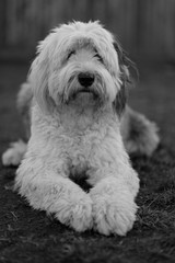 Old English Sheepdog