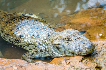 A crocodile on the iguazu