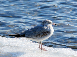 Toronto Lake gull on ice 2017