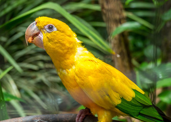 A yellow parrot