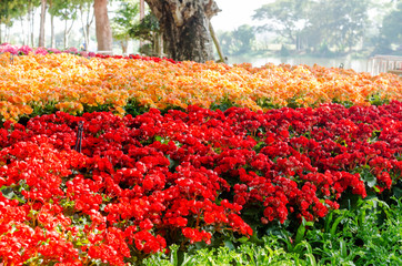 colorful fresh begonia flower in outdoor garden