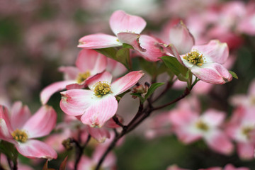 Pink Blossoms in Spring