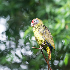 Green big parrot sitting on the branch