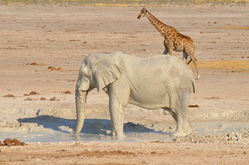 View of an elephant covered in white mud (Etosha National Park) Namibia Africa 