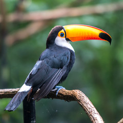 Toucan (Ramphastos toco) sitting on tree