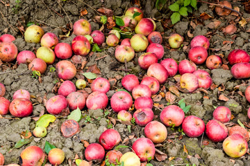 Apple orchard. Rows of trees and the fruit of the ground under the trees