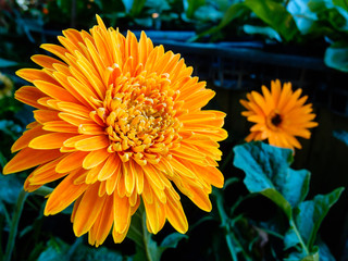 Orange chrysanthemums flower