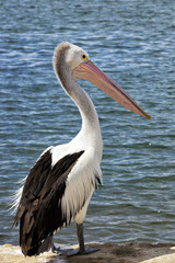 Fototapeta na wymiar Pelican on pier
