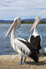 Pelicans on pier
