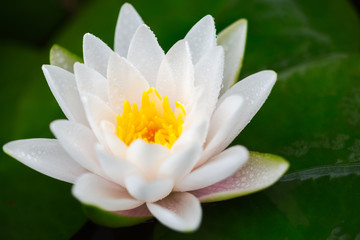 Beautiful lotus flower in pond