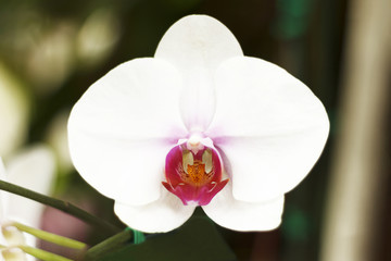 Fototapeta na wymiar Close-up of white phalaenopsis orchid flower