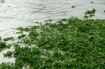 Obraz na płótnie Canvas Water hyacinth plant floating on a river