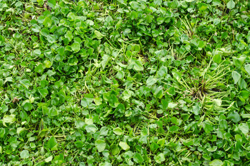 Water hyacinth plant floating on a river