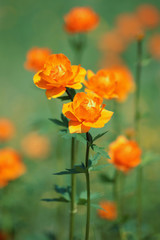 Globe-flower, orange wildflowers