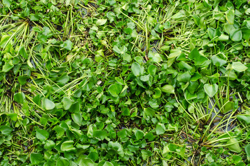 Obraz premium Water hyacinth plant floating on a river