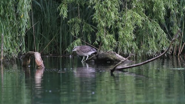 Night Heron in the lake of Rieti Reserve in Italy