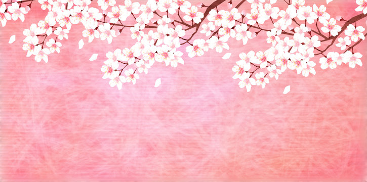 桜　春　花　背景