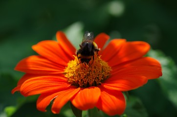 Bee on flower in garden