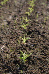 Field of young corn