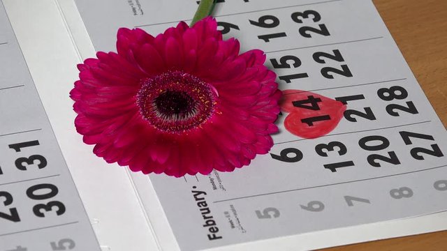 red transvaal daisy flower lay down on calendar near painted heart shape