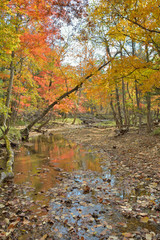 Autumn woodsy river 17