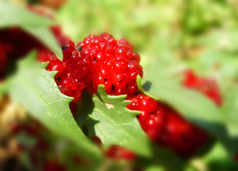 forest raspberry

