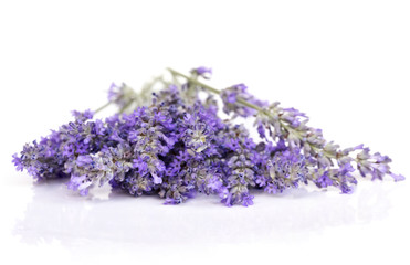Naklejka premium Lavender Flowers Isolated on White with Reflection