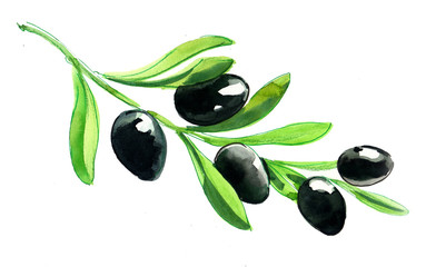 Watercolor black olive branch