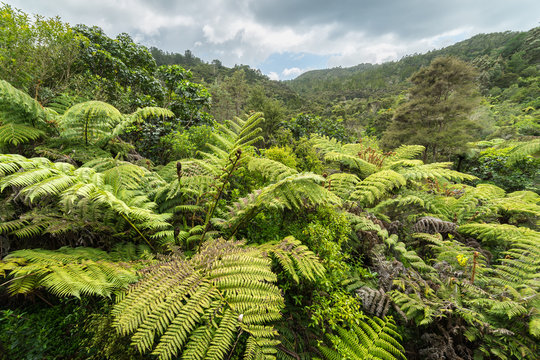 Native bush, New Zealand