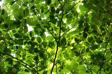 Fototapeta na wymiar green beech tree leaves