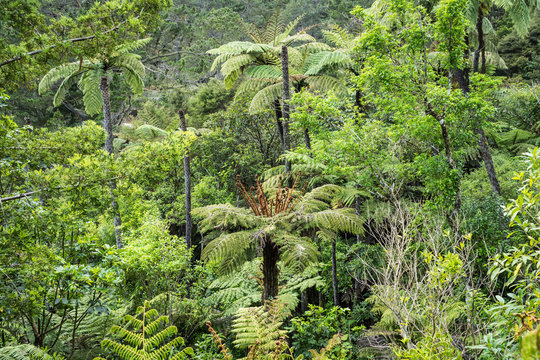 Native bush, New Zealand
