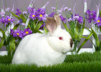 small white and brown dwarf bunny with pink eyes sitting in green grass in front of a white picket fence with purple flowers by a gray wall