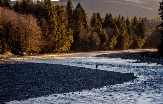 Winter steelhead fishing on the Hoh River near Forks, WA