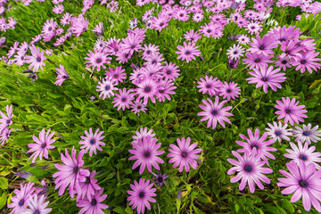 Osteospermums flowers background