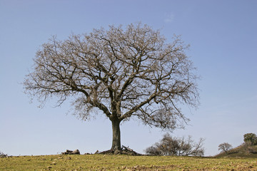 Laubbaum in toskanischer Landschaft