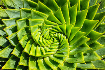 Spiral Aloe Cacti - 133053673