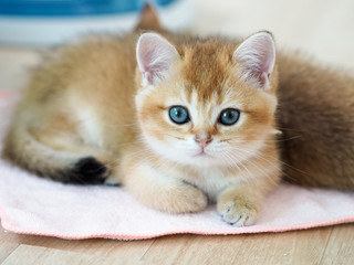 British Shorthair kitten staring