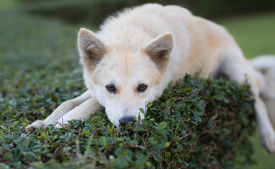 Portrait of a young white dog sleeping on tree at  park