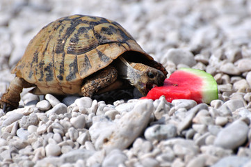 Żółw stepowy jedzący kawałek arbuza - obrazy, fototapety, plakaty