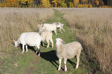 The sheep and goats are grazed on a meadow in the fall