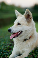 Portrait of a young white dog at  park